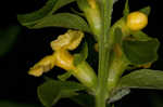 Mullein foxglove